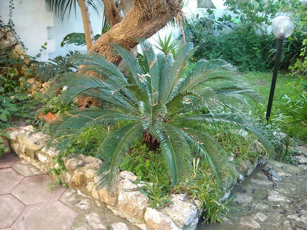 B&B La Rosa Antica Castro  Zewnętrze zdjęcie